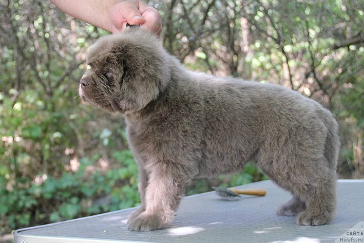 Фото: ньюфаундленд Selena s Berega Dona (Селена с Берега Дона)