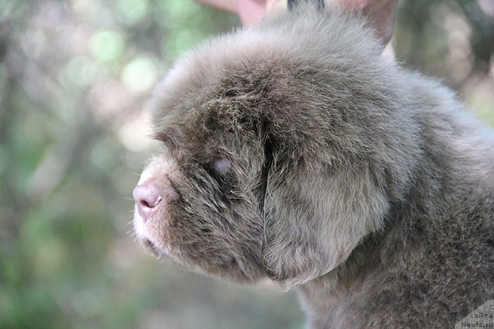Фото: ньюфаундленд Selena s Berega Dona (Селена с Берега Дона)