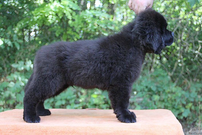 Фото: ньюфаундленд Rokki s Berega Dona (Рокки с Берега Дона)