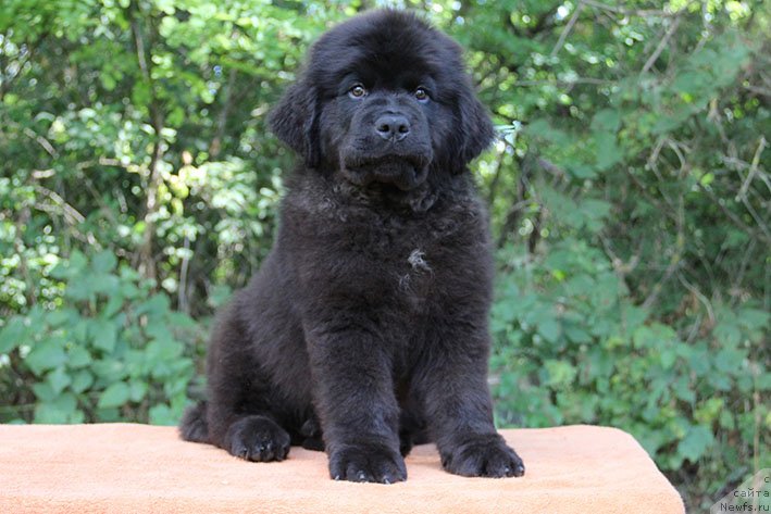 Фото: ньюфаундленд Rokki s Berega Dona (Рокки с Берега Дона)