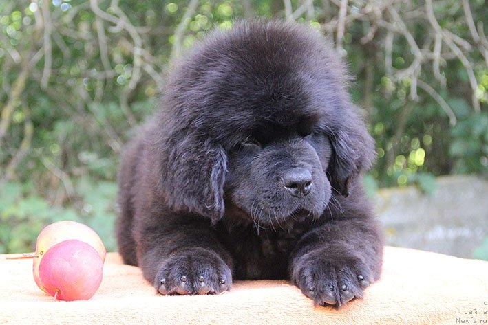 Фото: ньюфаундленд Rokki s Berega Dona (Рокки с Берега Дона)