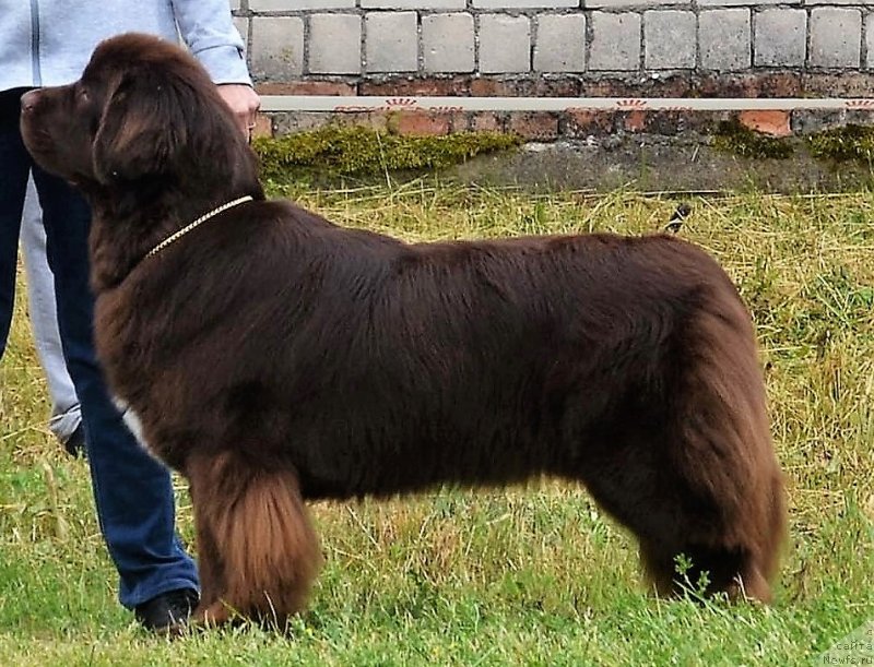 Фото: ньюфаундленд Brownblood MSK Alpina Guardian Soul (Браунблад МСК Альпина Гуардиан Соул)