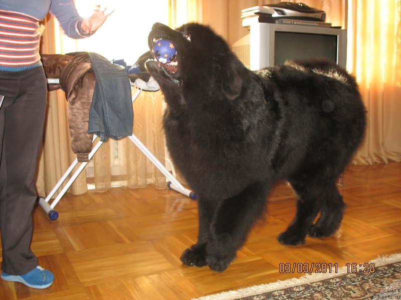 Фото: ньюфаундленд Jguchiy Bryunet s Berega Dona (Жгучий Брюнет с Берега Дона)