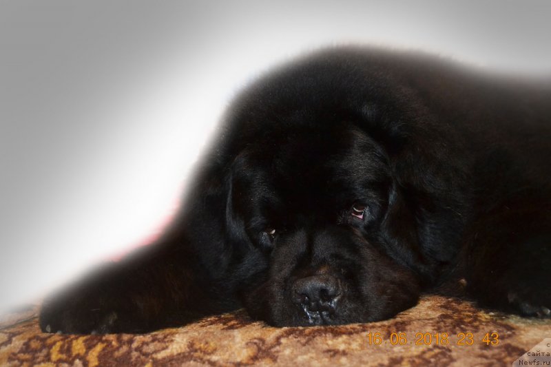 Фото: ньюфаундленд Zhdanny Syn Vialiki Miadzvedz