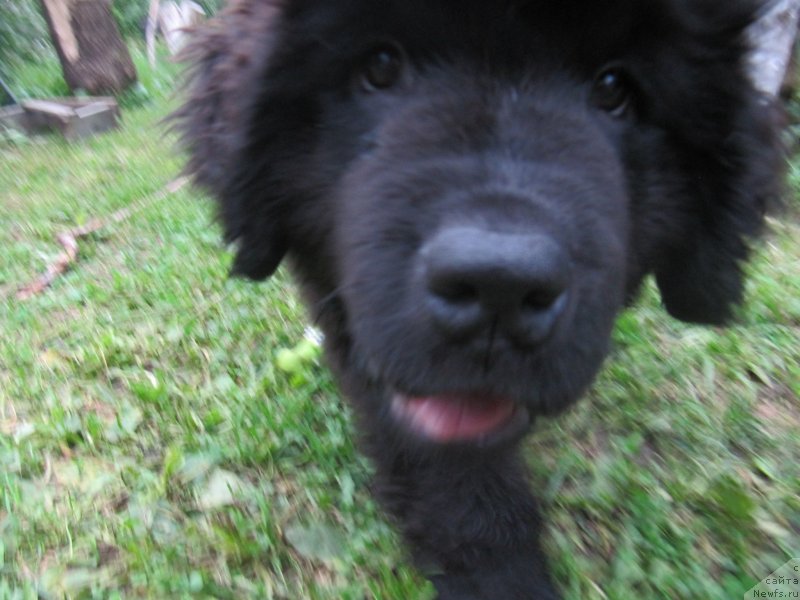 Фотография № 237421