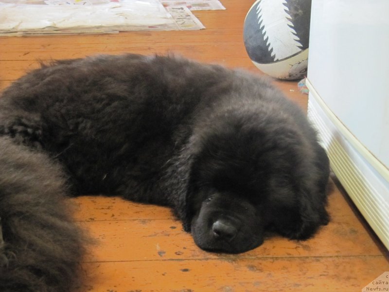 Фотография № 237422