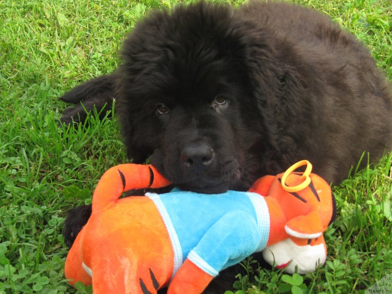 Фотография № 237423