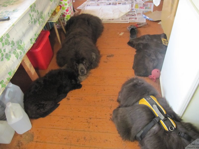 Фотография № 237425