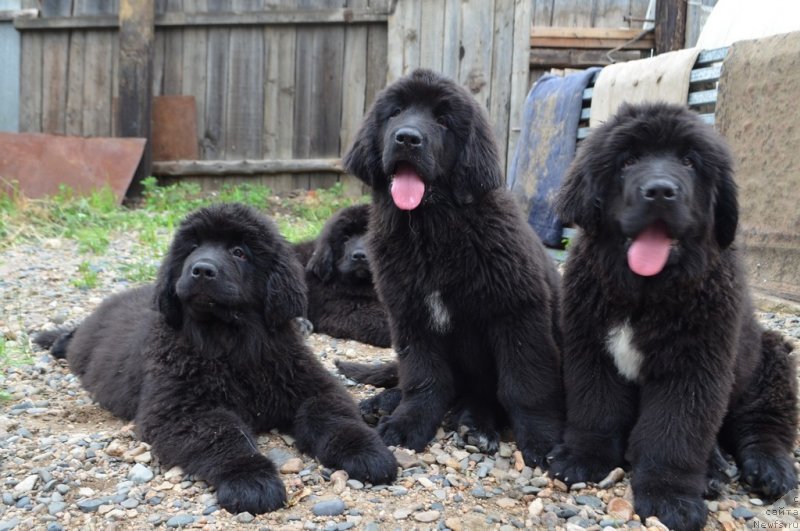 Фото: ньюфаундленд Hit SHeliko Ersus Edel'mar (Хит Шелико Ерсус Едельмар), ньюфаундленд Hit SHeliko Elizar Efrat (Хит Шелико Елизар Ефрат), ньюфаундленд Hit SHeliko Erofey Erland (Хит Шелико Ерофей Ерланд), ньюфаундленд Hit SHeliko Efgraf Eran (Хит Шелико Ефграф Еран)