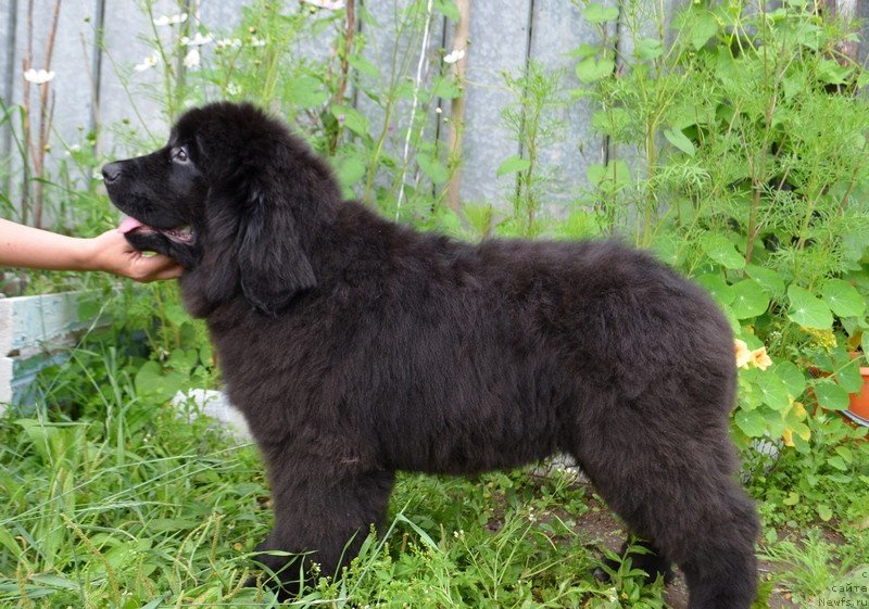 Фото: ньюфаундленд Hit SHeliko Ersus Edel'mar (Хит Шелико Ерсус Едельмар)