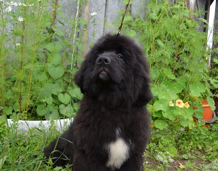 Фото: ньюфаундленд Hit SHeliko Ersus Edel'mar (Хит Шелико Ерсус Едельмар)