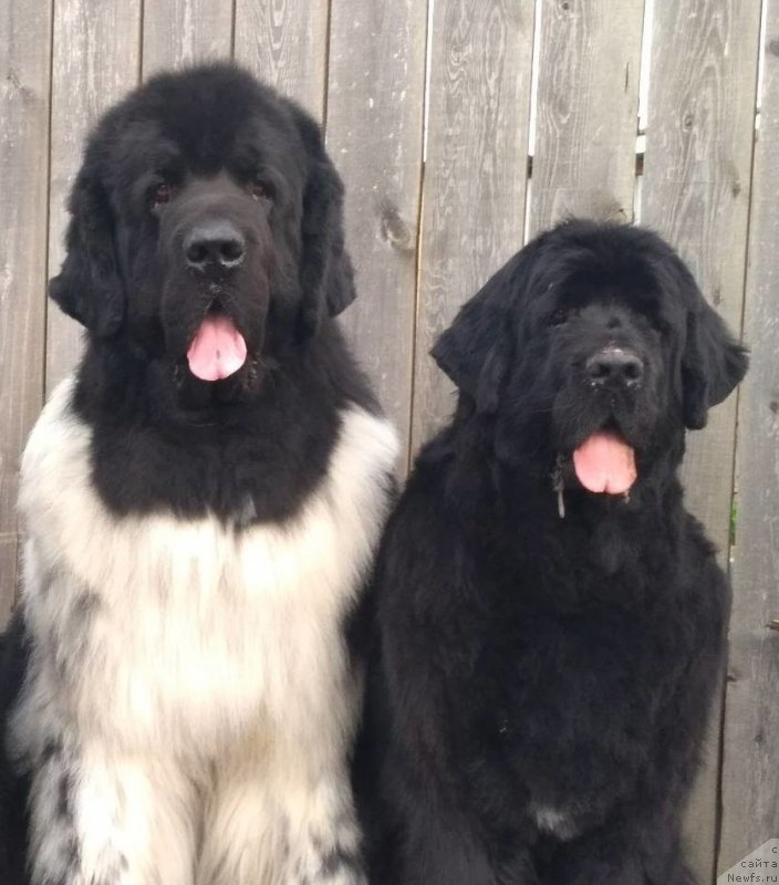 Фото: ньюфаундленд Skazochnaya Kroha SHekspir (Сказочная Кроха Шекспир)