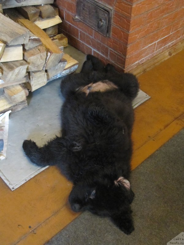 Фотография № 237437