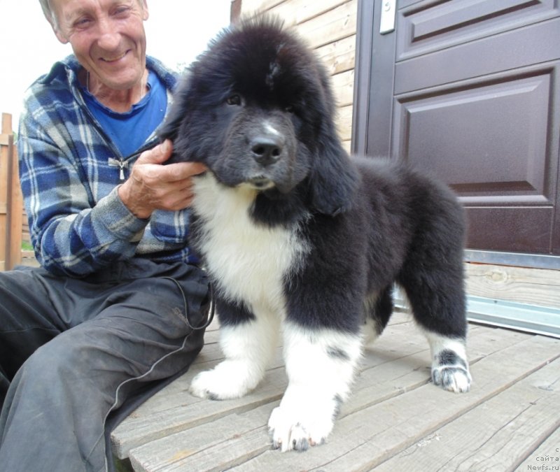 Фото: ньюфаундленд Edji SHarm ot Karel'skih Medvedey (Еджи Шарм от Карельских Медведей)