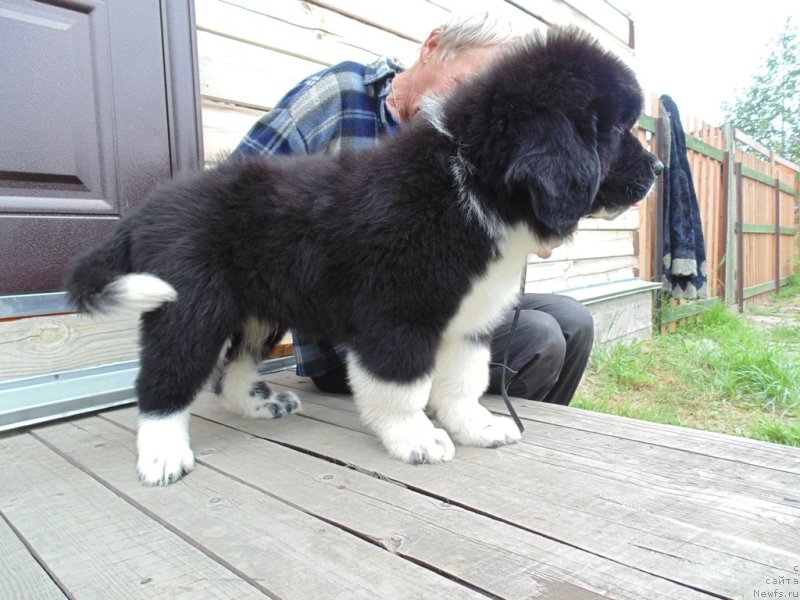 Фото: ньюфаундленд Edji SHarm ot Karel'skih Medvedey (Еджи Шарм от Карельских Медведей)
