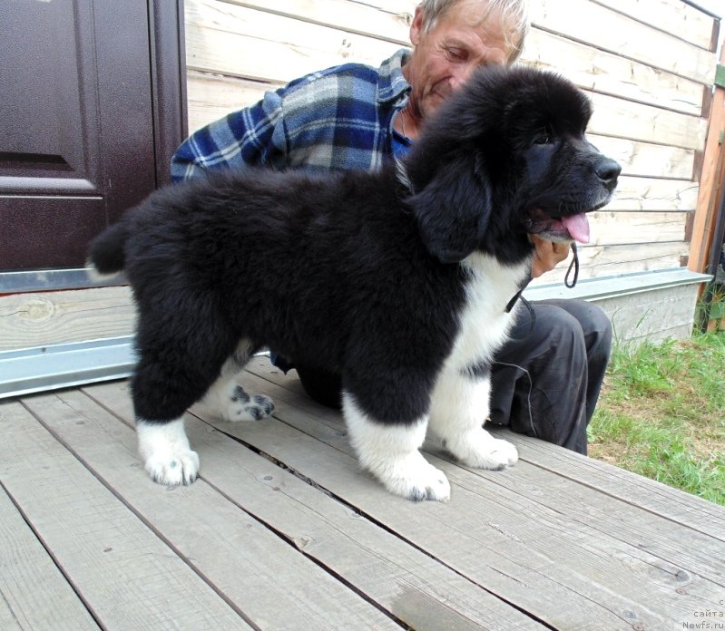 Фото: ньюфаундленд Edji SHarm ot Karel'skih Medvedey (Еджи Шарм от Карельских Медведей)