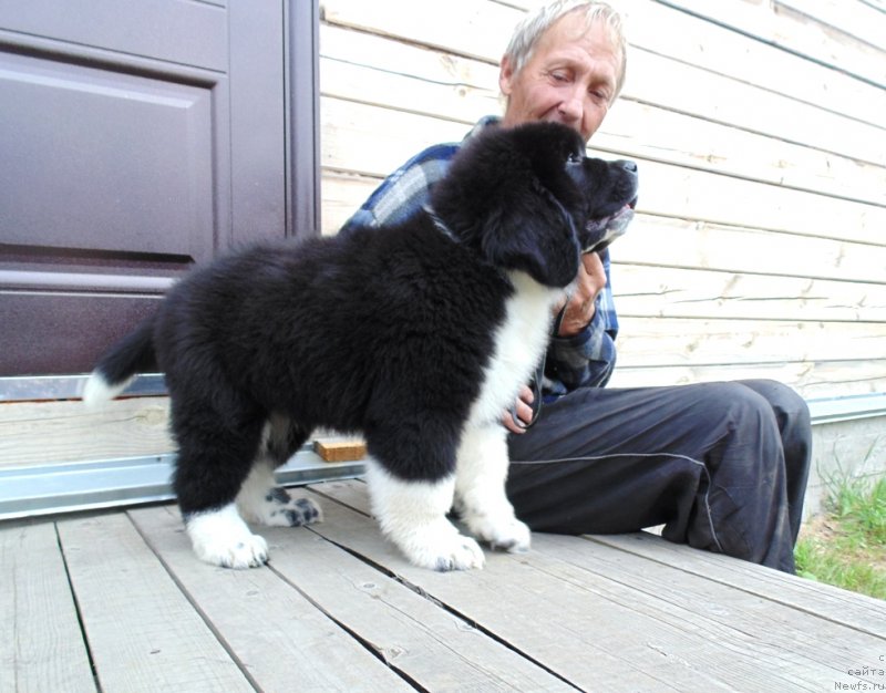 Фото: ньюфаундленд Edji SHarm ot Karel'skih Medvedey (Еджи Шарм от Карельских Медведей)