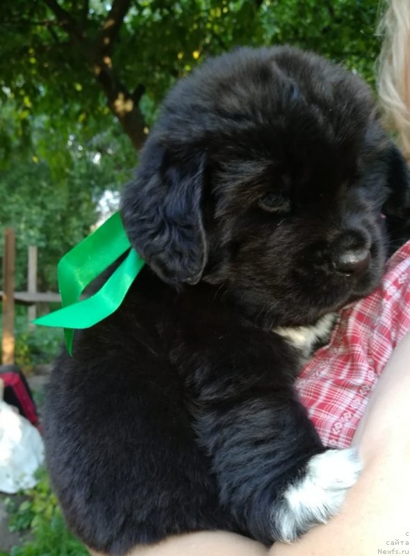 Фото: ньюфаундленд Baffi (Баффи)