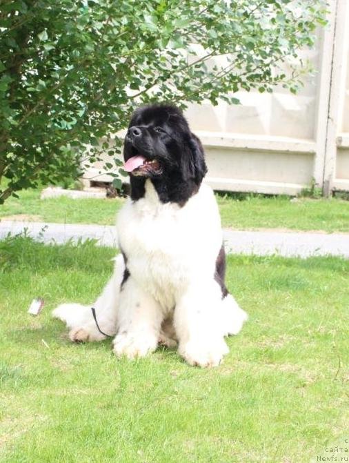 Фотография № 237460