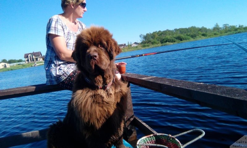 Фото: ньюфаундленд Braunblad MSK Daymond Maks (Браунблад МСК Даймонд Макс)