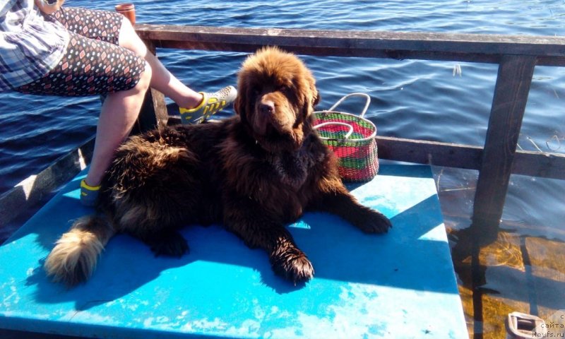 Фото: ньюфаундленд Braunblad MSK Daymond Maks (Браунблад МСК Даймонд Макс)