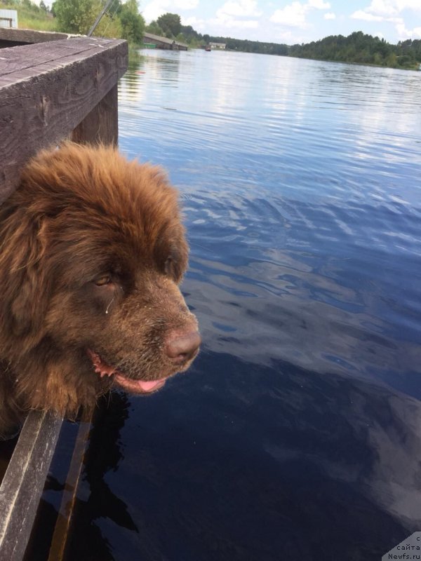 Фото: ньюфаундленд Brownblood MSK Darlina Joy (Браунблад МСК Дарлина Джой)