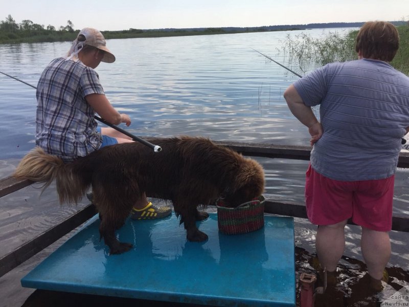 Фото: ньюфаундленд Braunblad MSK Daymond Maks (Браунблад МСК Даймонд Макс)