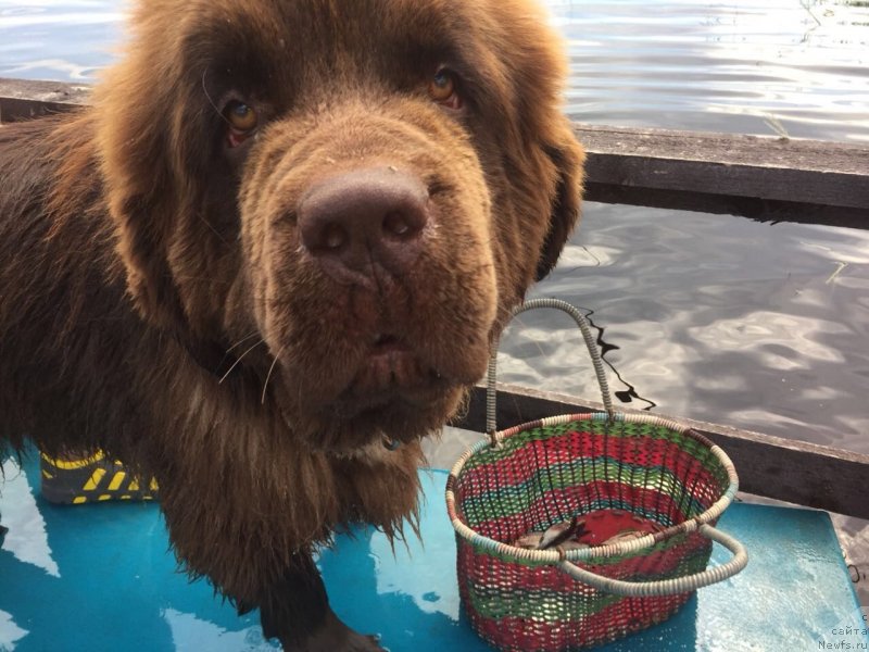 Фото: ньюфаундленд Braunblad MSK Daymond Maks (Браунблад МСК Даймонд Макс)