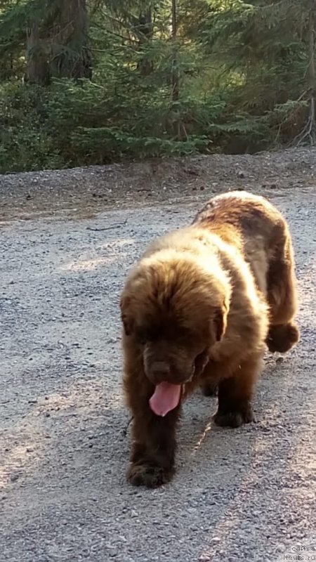 Фото: ньюфаундленд Braunblad MSK Daymond Maks (Браунблад МСК Даймонд Макс)