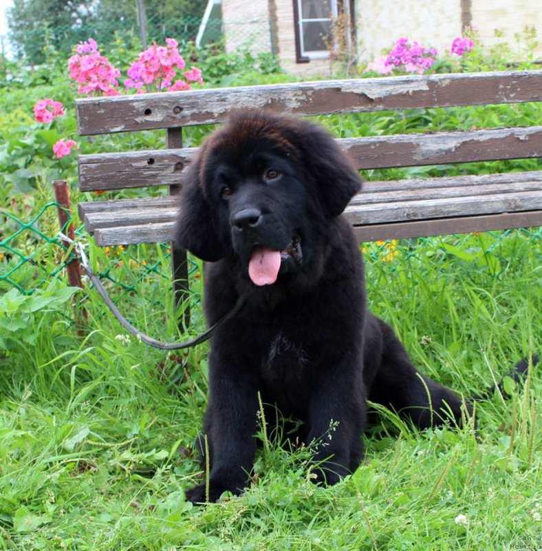 Фото: ньюфаундленд Brownblood MSK Martha Cheerful Lady (Браунблад МСК Марта Чирфул Леди)