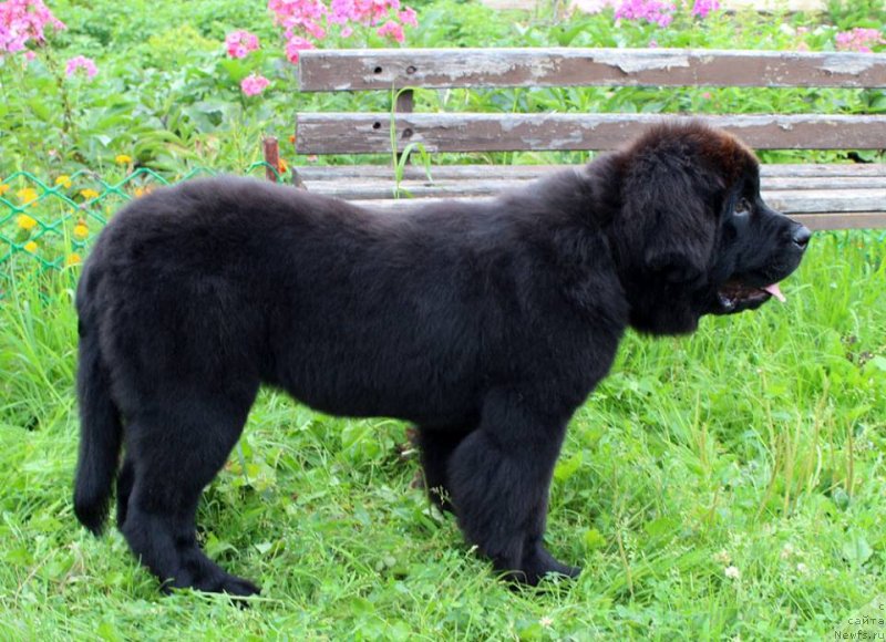Фото: ньюфаундленд Brownblood MSK Martha Cheerful Lady (Браунблад МСК Марта Чирфул Леди)