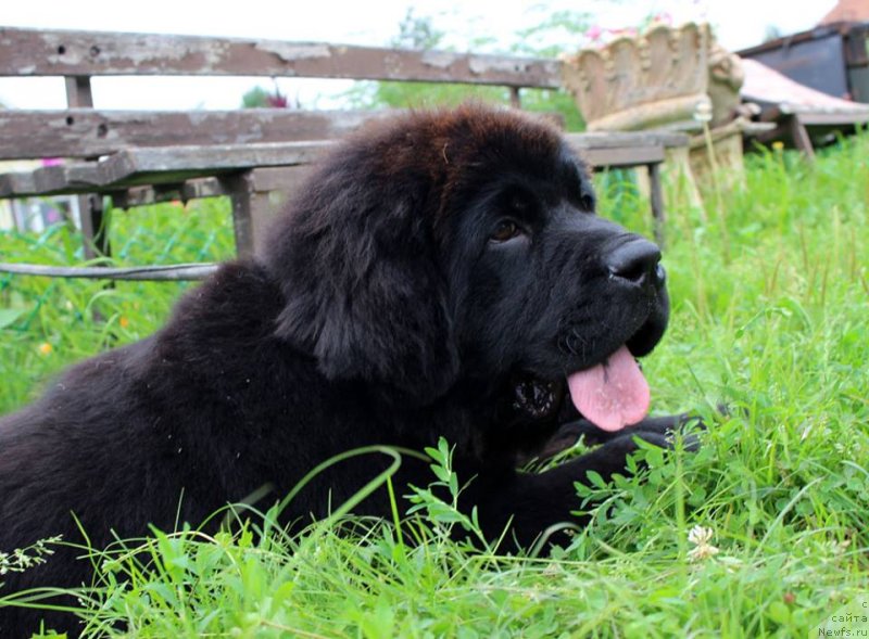 Фото: ньюфаундленд Brownblood MSK Martha Cheerful Lady (Браунблад МСК Марта Чирфул Леди)