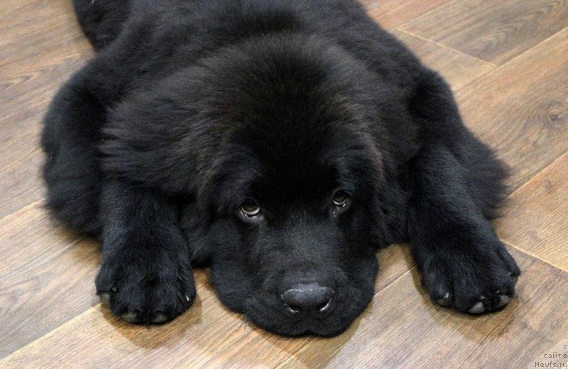 Фото: ньюфаундленд Brownblood MSK Martha Cheerful Lady (Браунблад МСК Марта Чирфул Леди)