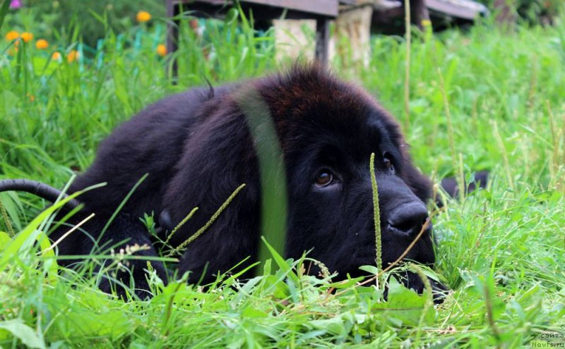 Фото: ньюфаундленд Brownblood MSK Martha Cheerful Lady (Браунблад МСК Марта Чирфул Леди)