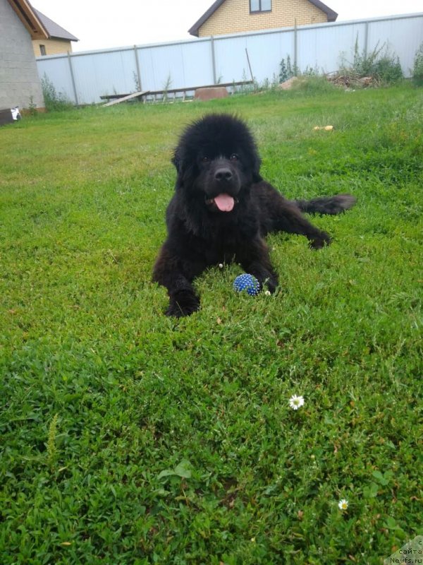 Фотография № 237480