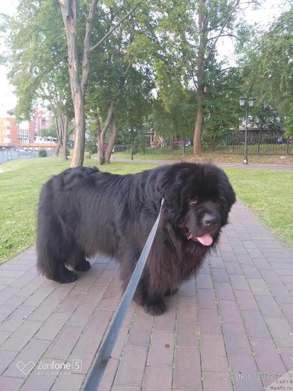 Фото: ньюфаундленд Super Premium Free Wind (Супер Премиум Фри Винд)