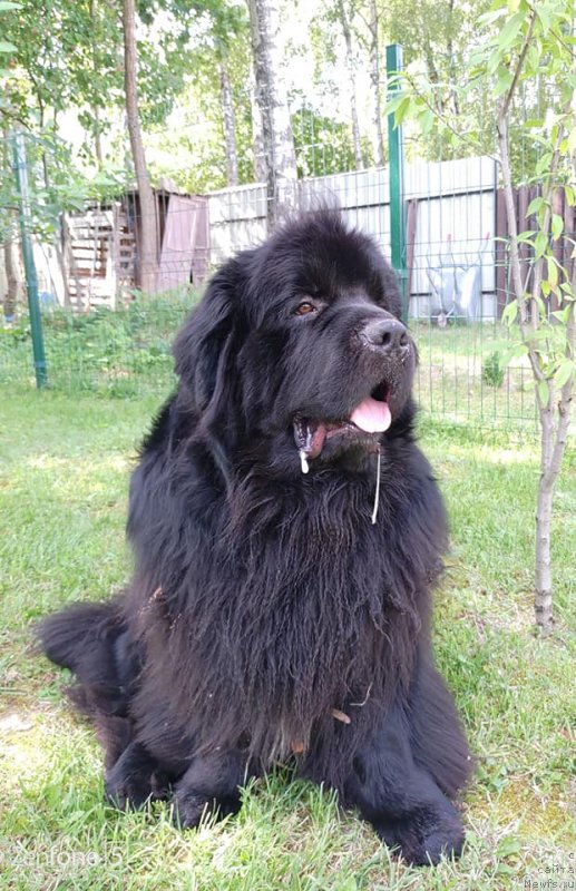 Фото: ньюфаундленд Super Premium Free Wind (Супер Премиум Фри Винд)