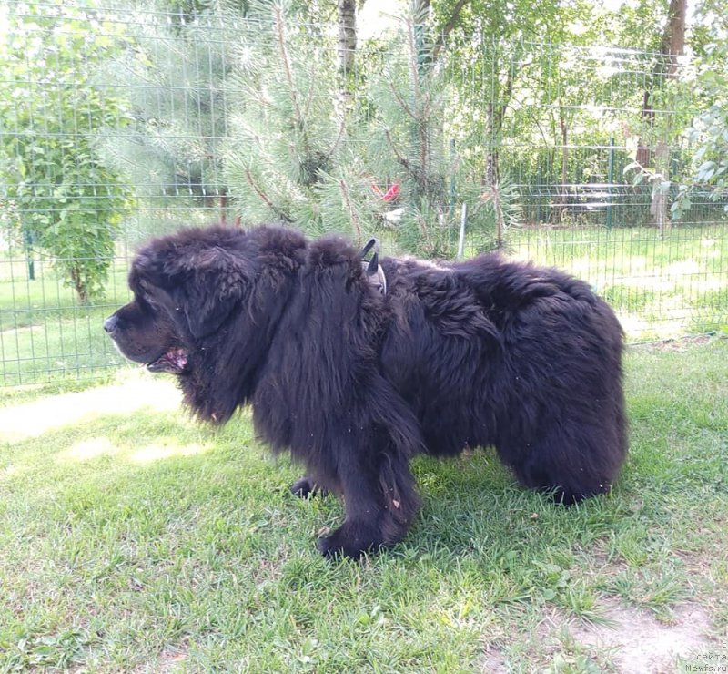 Фото: ньюфаундленд Super Premium Bumer (Супер Премиум Бумер)