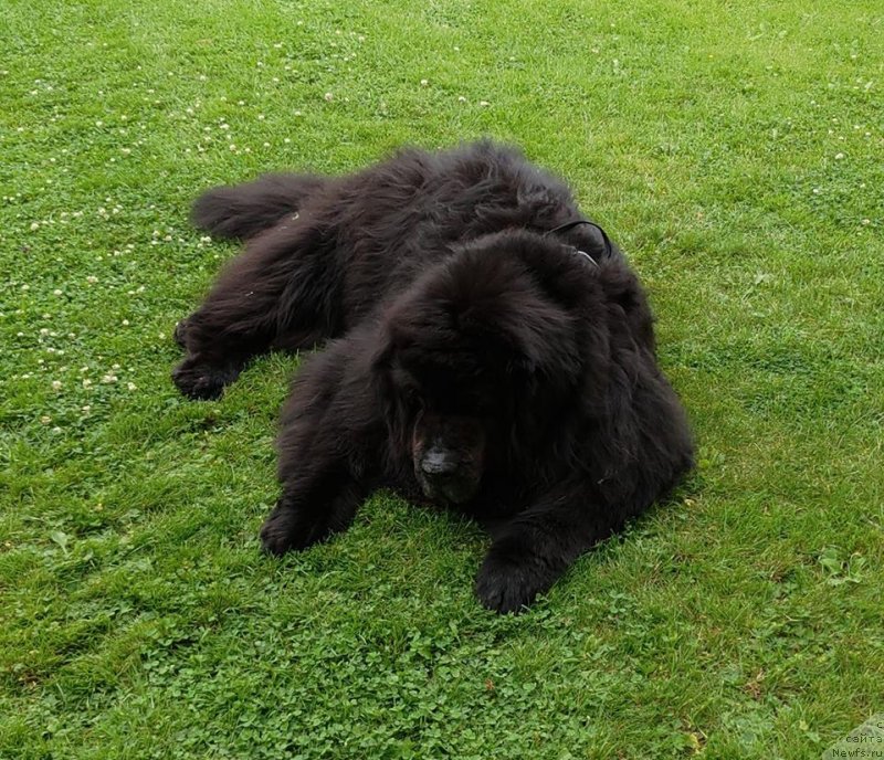 Фото: ньюфаундленд Super Premium Bumer (Супер Премиум Бумер)