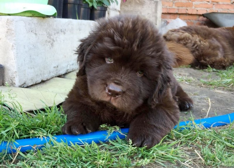 Фотография № 237486