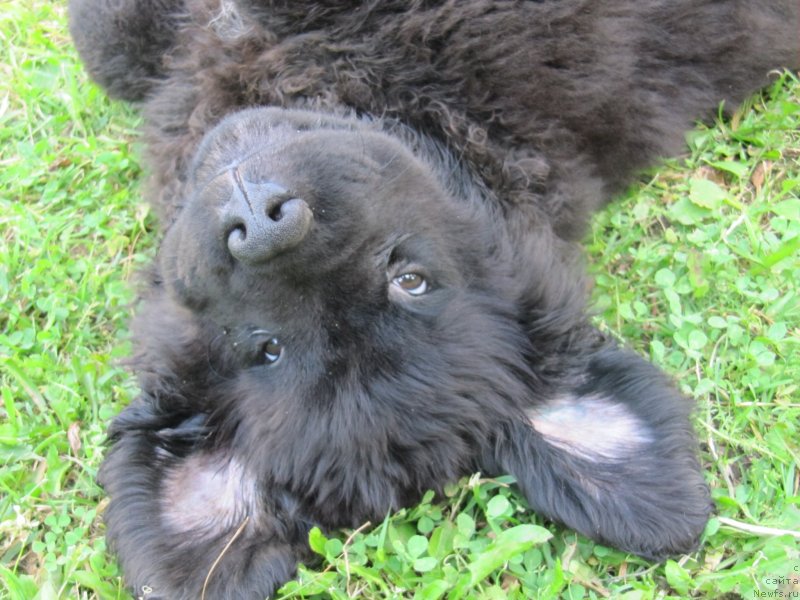 Фотография № 237496