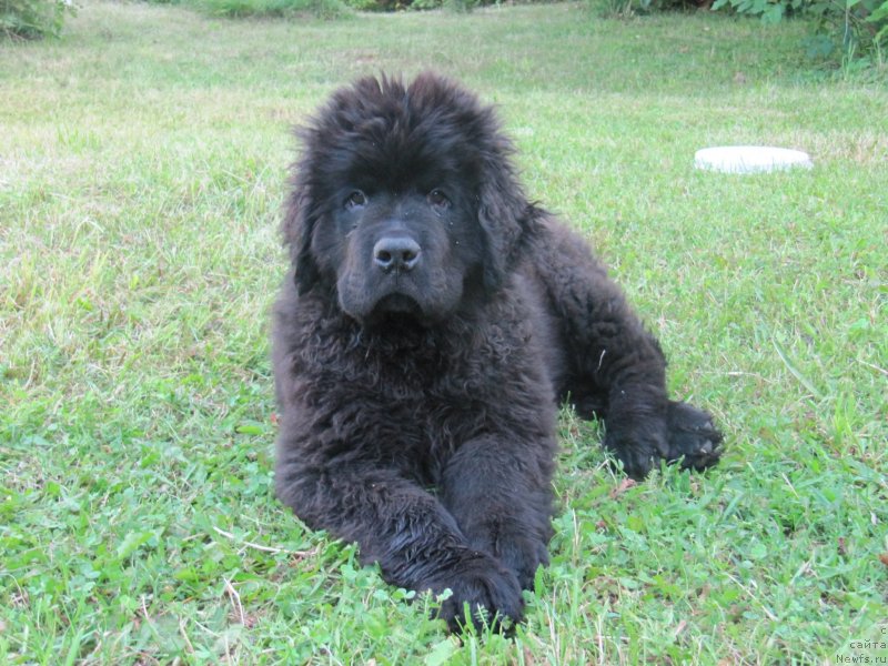 Фотография № 237497