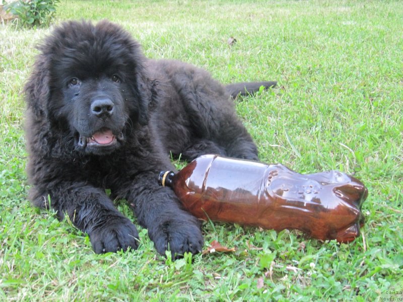 Фотография № 237498