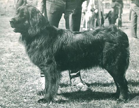 Фото: ньюфаундленд YUdji Gizella (Юджи Гизелла)