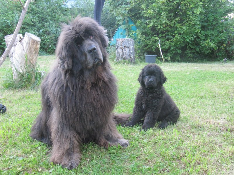 Фотография № 237500