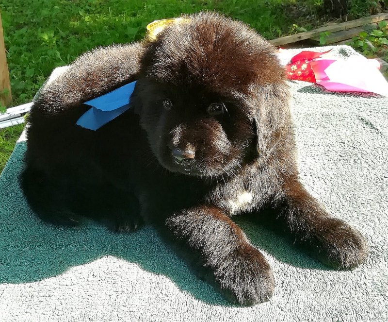 Фото: ньюфаундленд Baffi (Баффи)