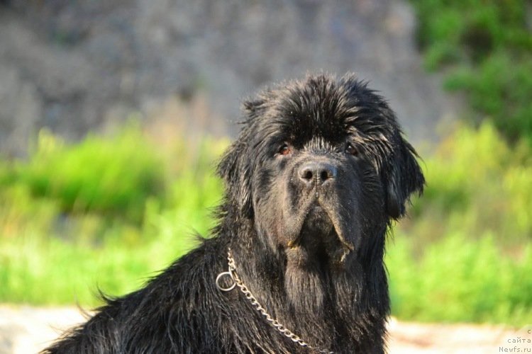 Фото: ньюфаундленд Talisman Morya Izumrudnaya Volna (Талисман Моря Изумрудная Волна)