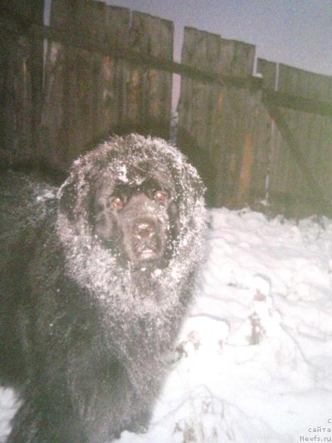 Фото: ньюфаундленд Blek Dolli Peyv Black (Блэк Долли Пейв Блэк)