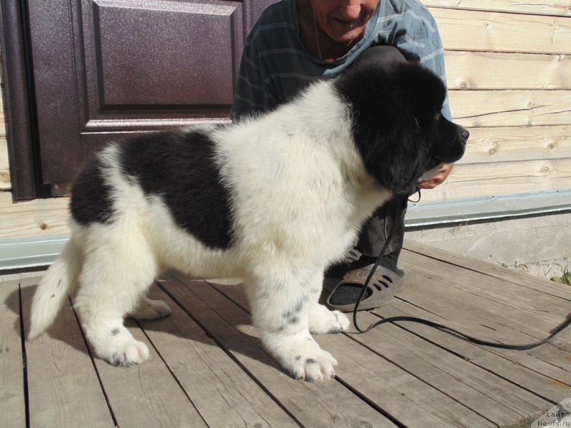 Фото: ньюфаундленд Elisey ot Karel'skiy Medvedey (Елисей от Карельский Медведей)