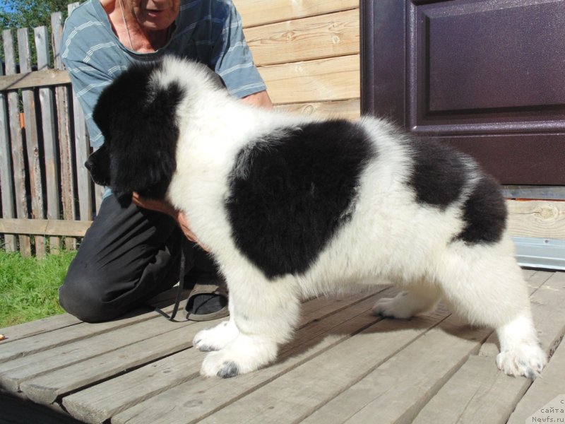 Фото: ньюфаундленд Elisey ot Karel'skiy Medvedey (Елисей от Карельский Медведей)